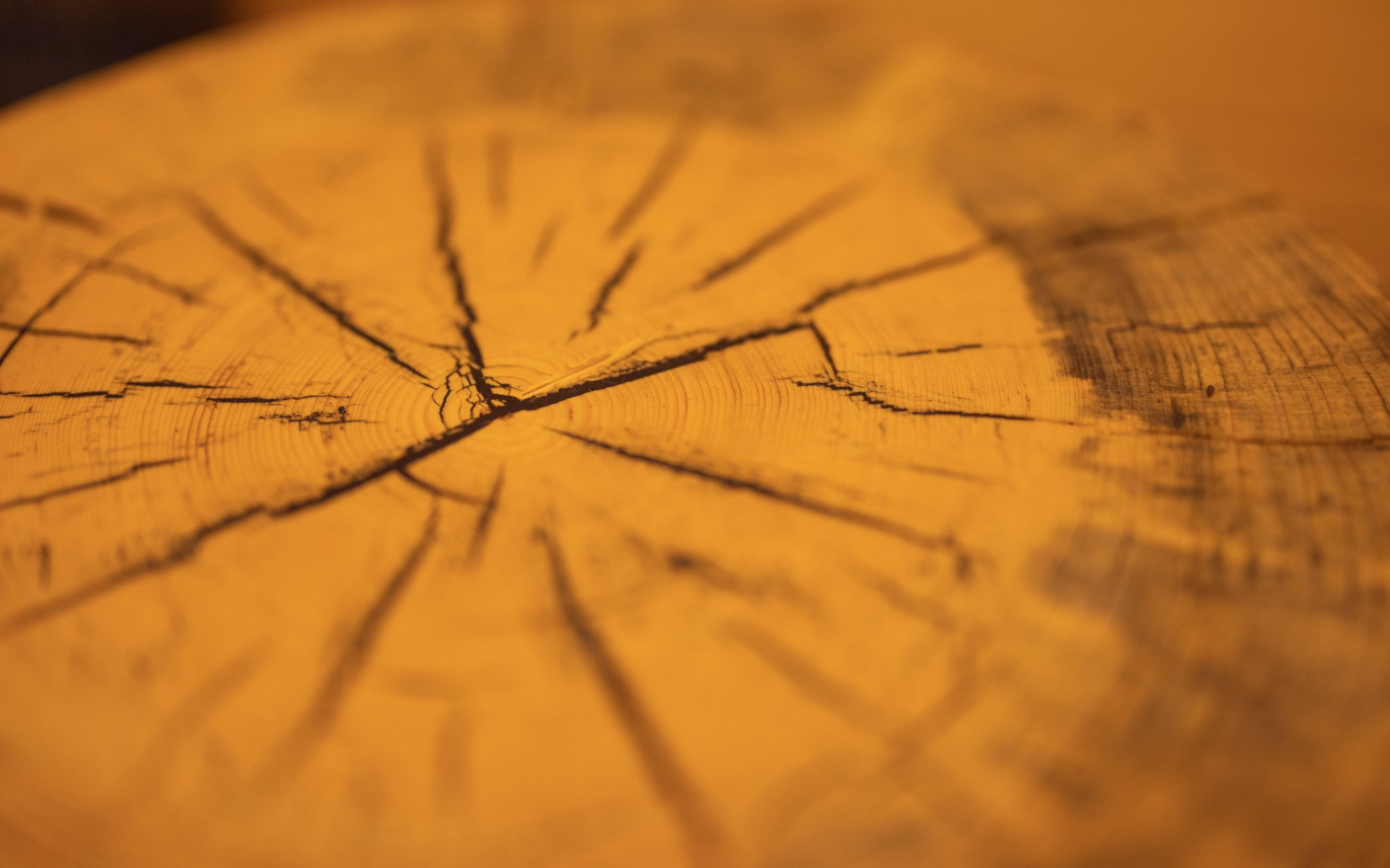 Close-up of natural wood grain and growth rings inside the Alpine SPA Chalet.